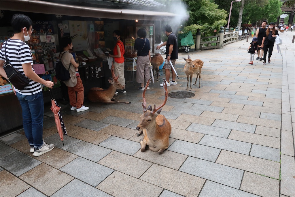 f:id:perorikun:20220818085713j:image