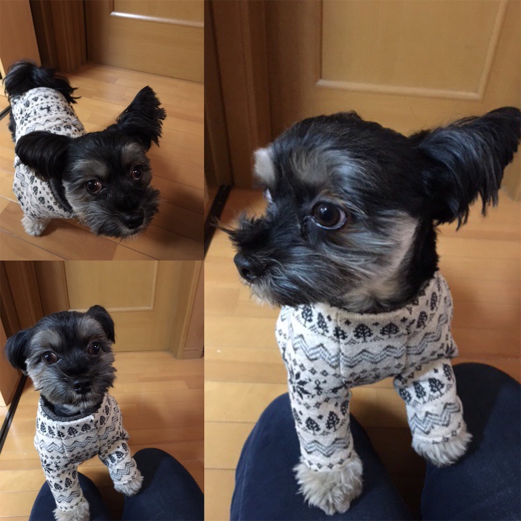 f:id:perritoropa:20161125234742j:image f:id:perritoropa:20161125234742j:image