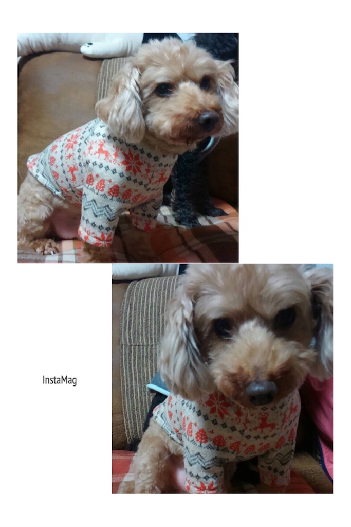 f:id:perritoropa:20161125234847j:image f:id:perritoropa:20161125234847j:image
