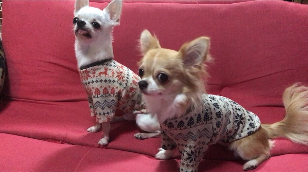 f:id:perritoropa:20161125235024j:image f:id:perritoropa:20161125235024j:image