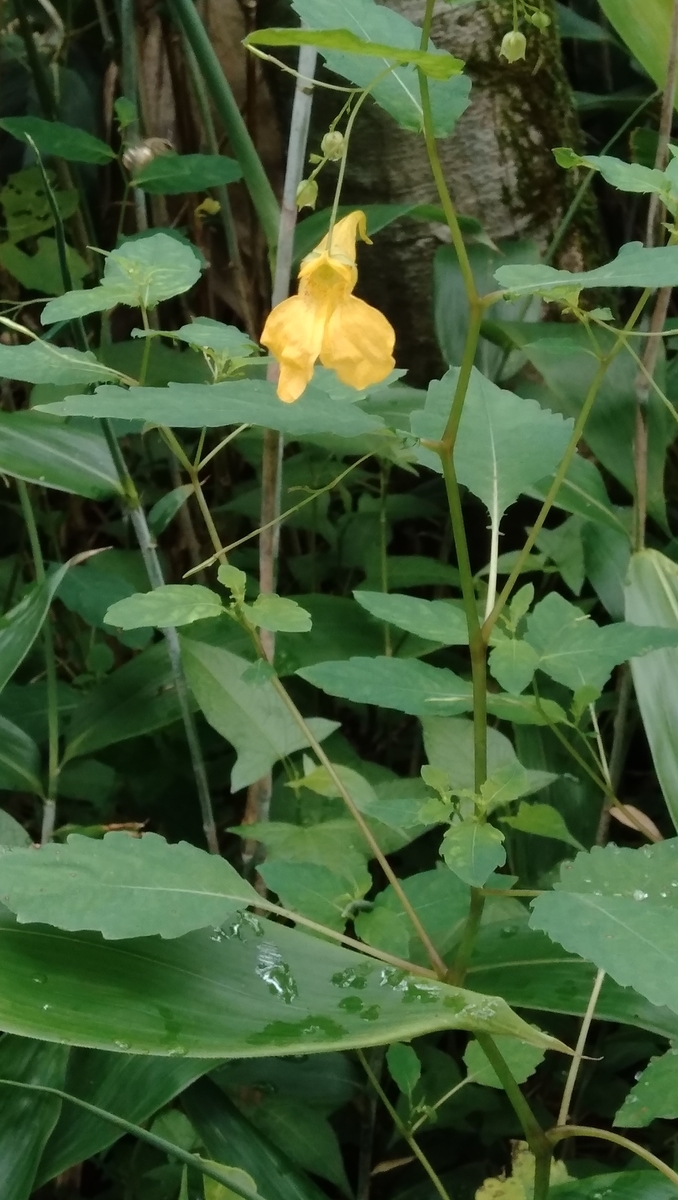 f:id:pesara:20190731165136j:plain f:id:pesara:20190731165136j:plain