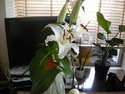 f:id:pesce:20080613123113j:image f:id:pesce:20080613123113j:image