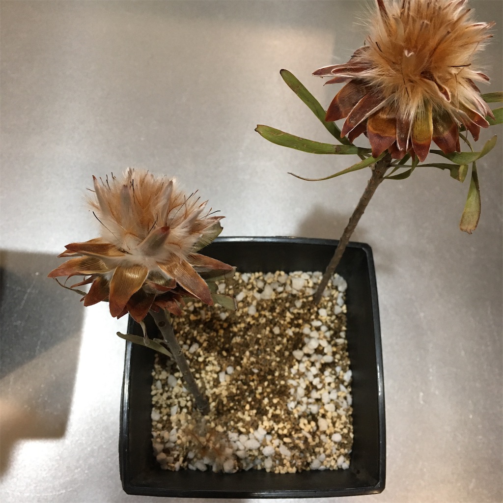 リューカデンドロン 実生 挿し木その後 パキポとアガベと時々ラクダ