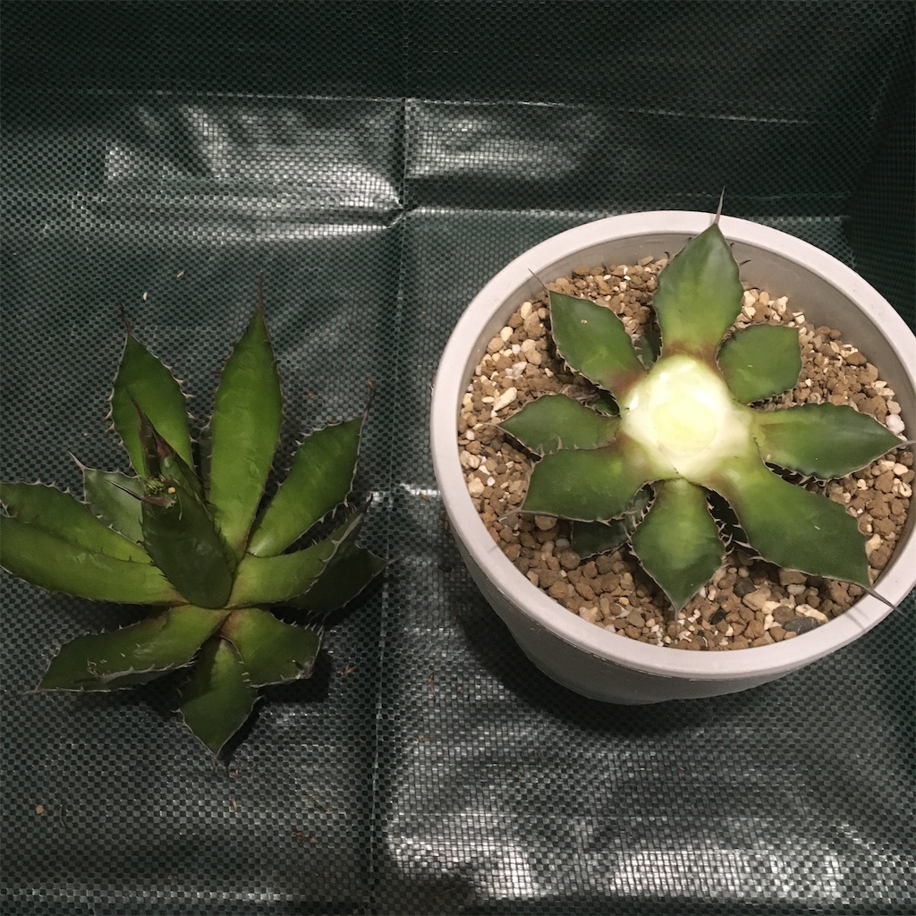 一点もの 芦屋ルチル パワーストーン ルチルバングル 超良質の白金ルチル プラチナルチルクォーツ 天然石パワーストーンブレスレット 13mm Ashiya Kiwami 天然石専門店 天然石