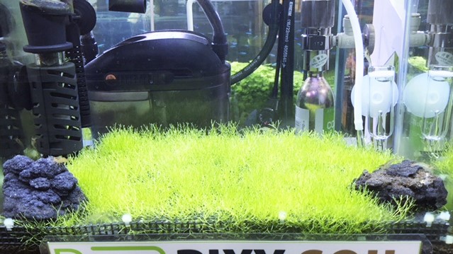 f:id:pet_plaza:20190204100130j:plain