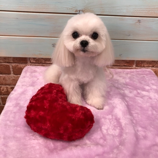 f:id:pet_plaza:20190220203049j:plain