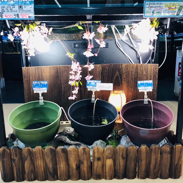 f:id:pet_plaza:20190225115742j:plain f:id:pet_plaza:20190225115742j:plain