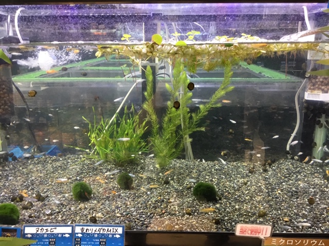 f:id:pet_plaza:20190225115929j:plain f:id:pet_plaza:20190225115929j:plain