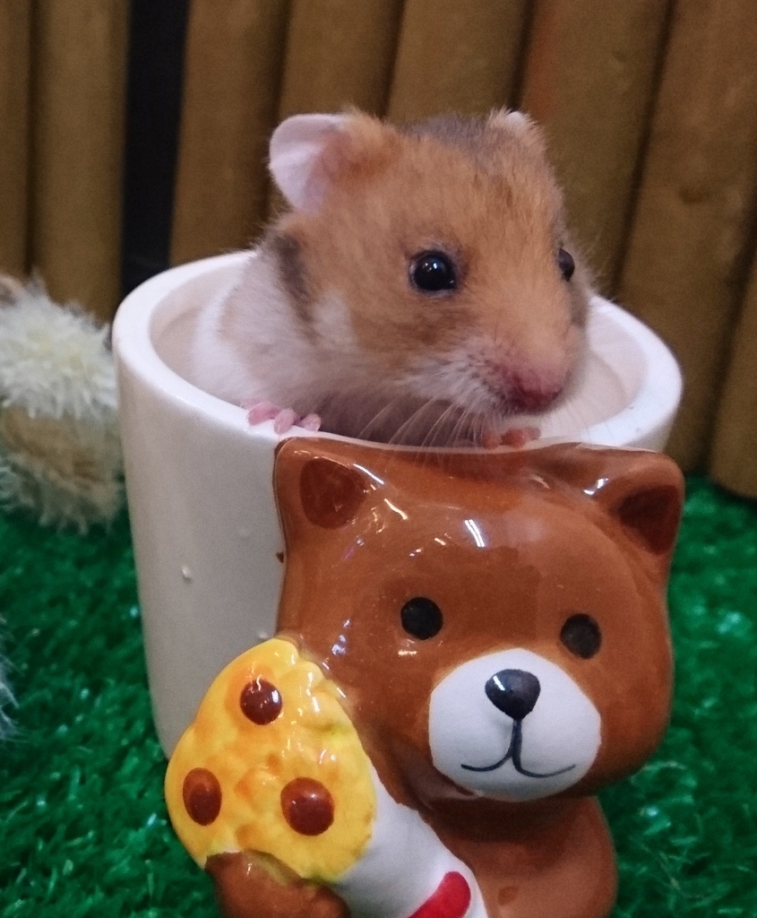 かわいいハムスターちゃん Pet Plaza高槻店 かわいいハムスターちゃん Pet Plaza高槻店
