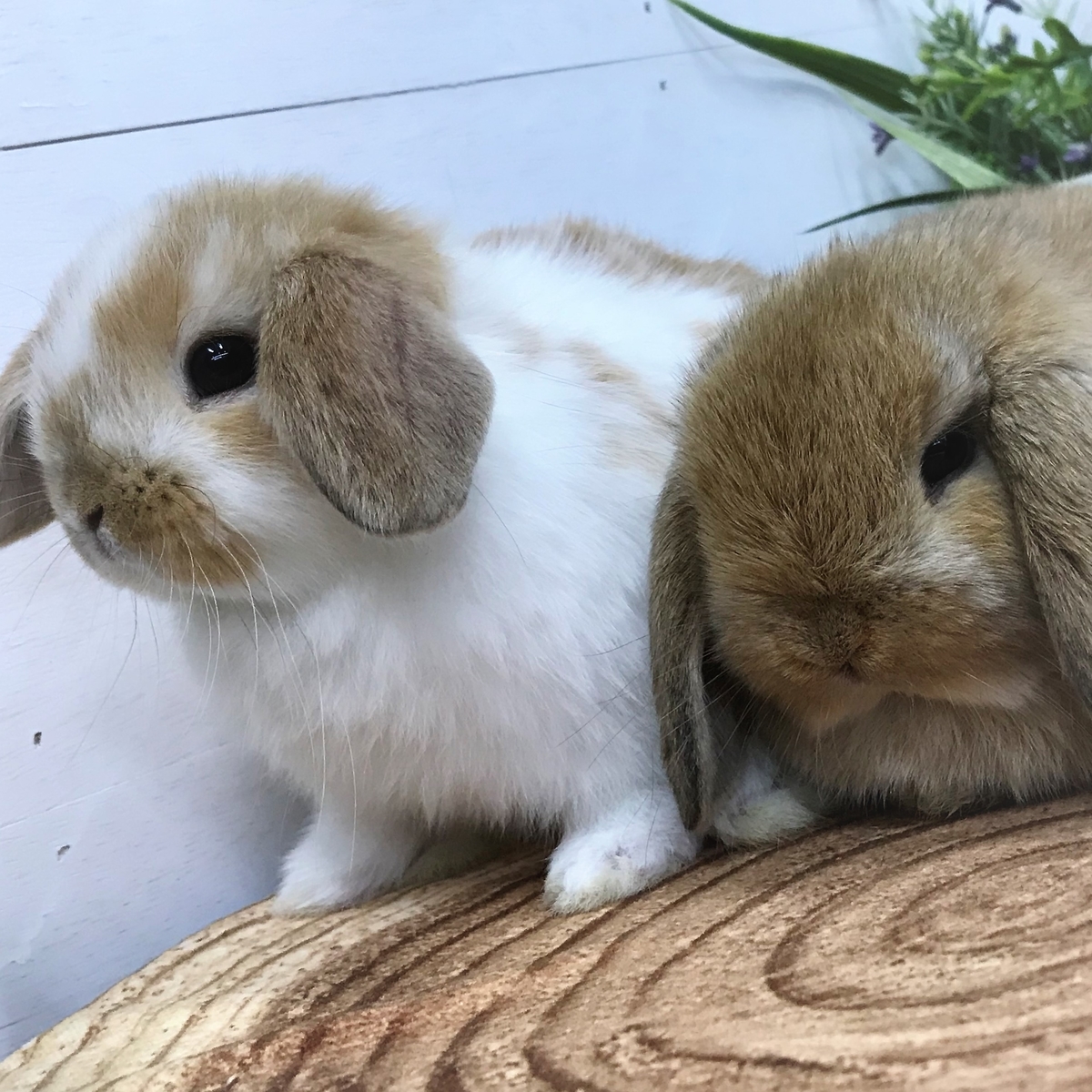 ロップイヤー情報 Pet Plaza高槻店