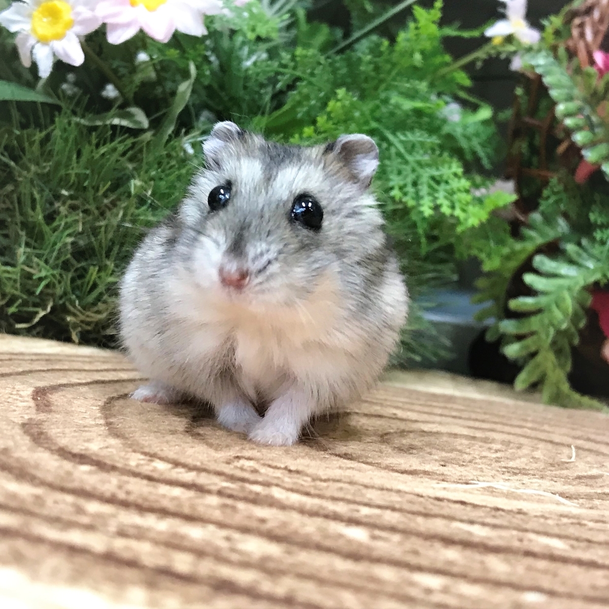 f:id:pet_plaza:20190427181922j:plain