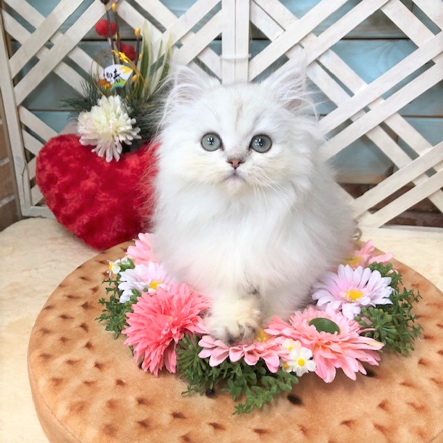 f:id:pet_plaza:20200108101010j:plain