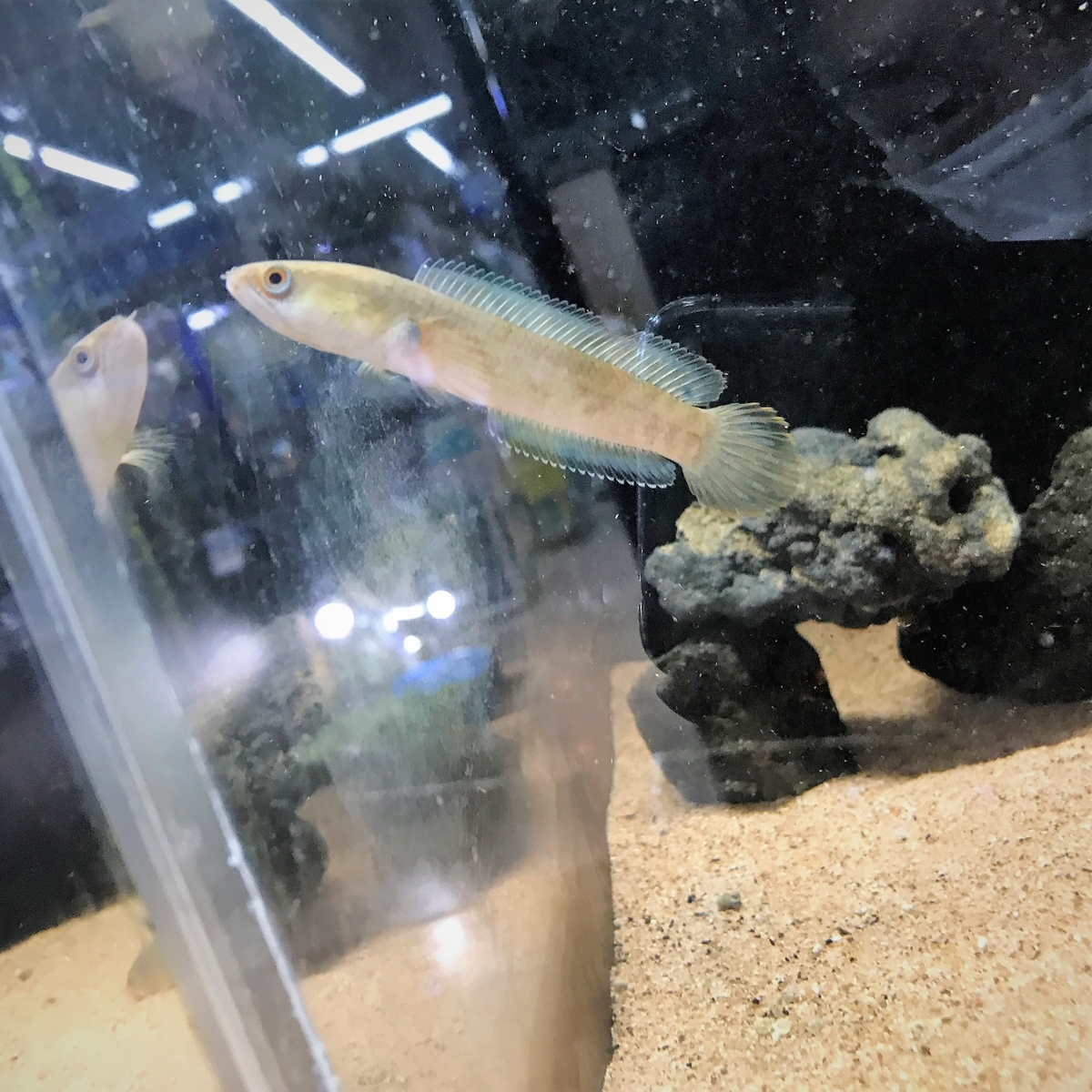 ヘビの頭を持つお魚 Pet Plaza高槻店
