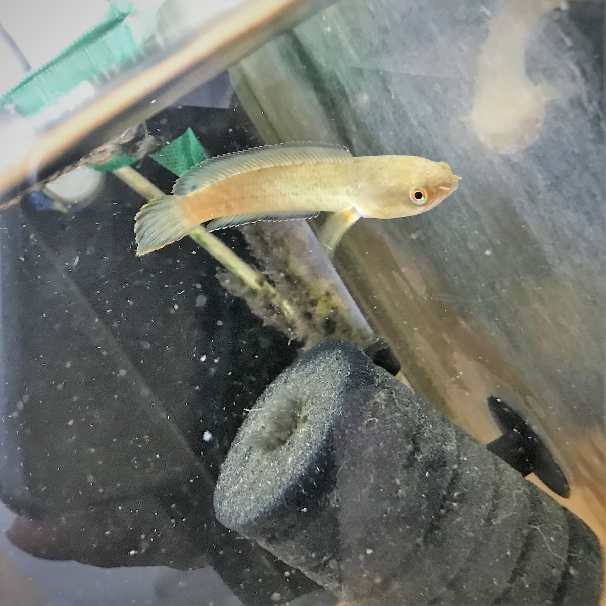 ヘビの頭を持つお魚 Pet Plaza高槻店