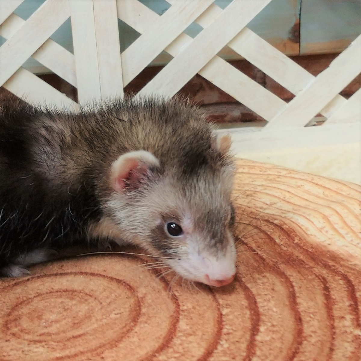 f:id:pet_plaza:20200803180601j:plain