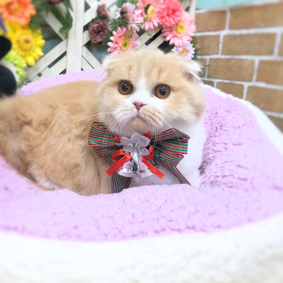 f:id:pet_plaza:20201126183021j:plain