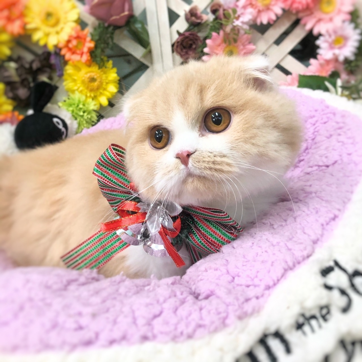 f:id:pet_plaza:20201126183223j:plain