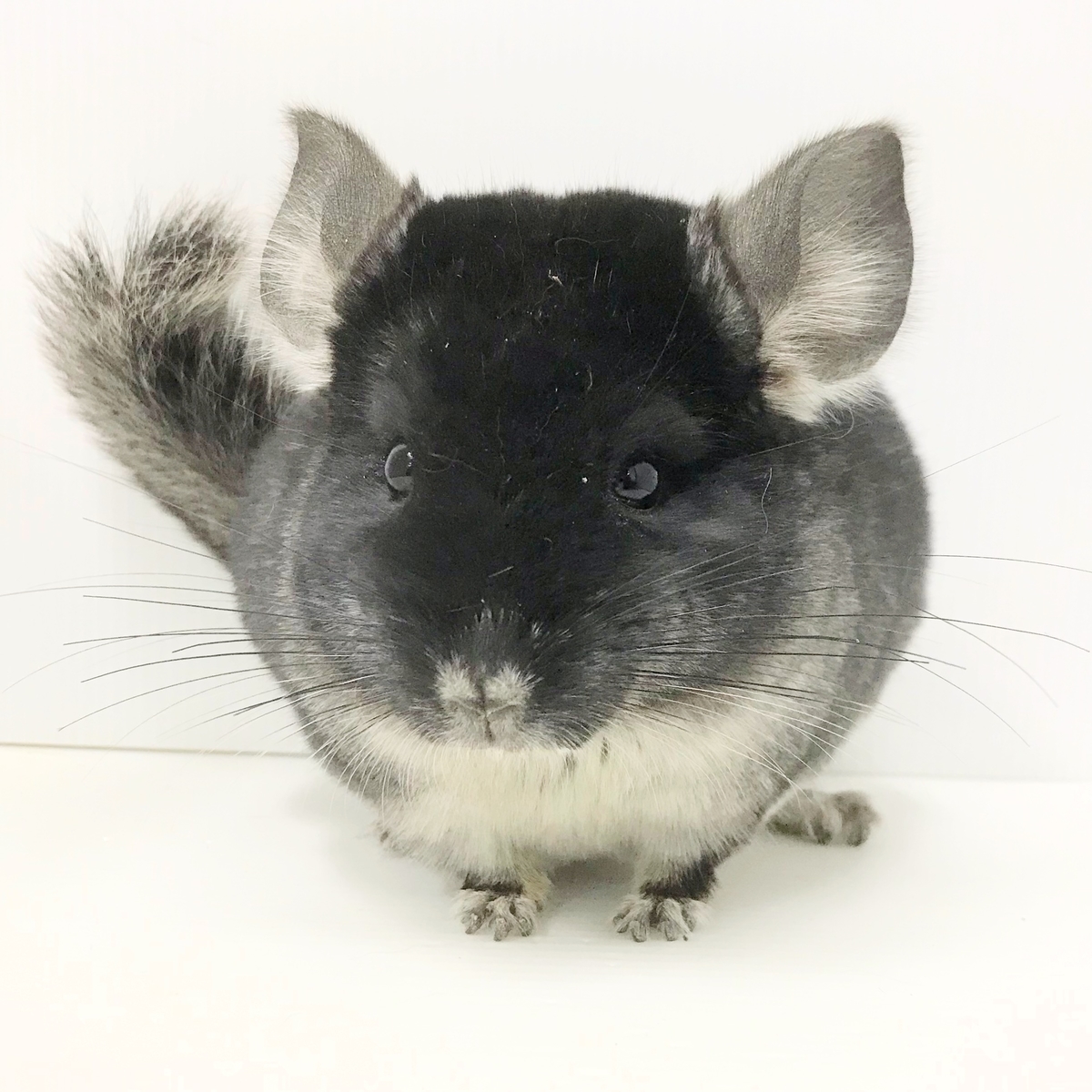 f:id:pet_plaza:20210323184118j:plain