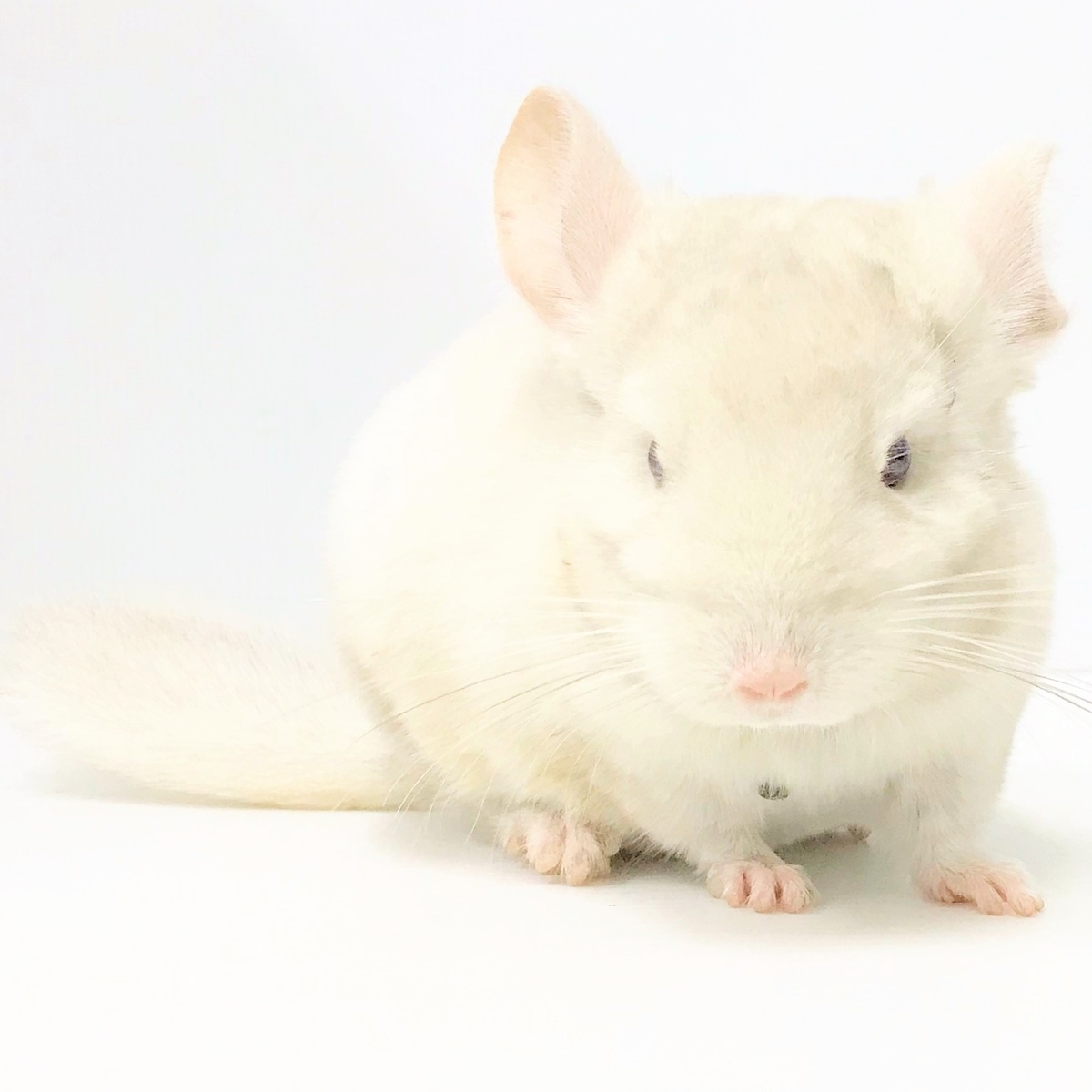 f:id:pet_plaza:20210323184625j:plain