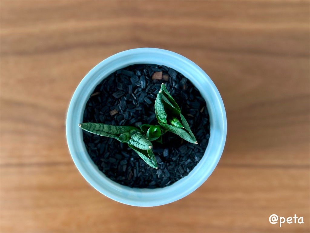 f:id:peta2o22:20231002164745j:image f:id:peta2o22:20231002164745j:image