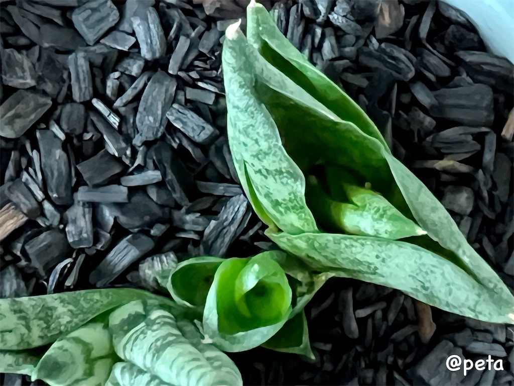 f:id:peta2o22:20231002164752j:image f:id:peta2o22:20231002164752j:image