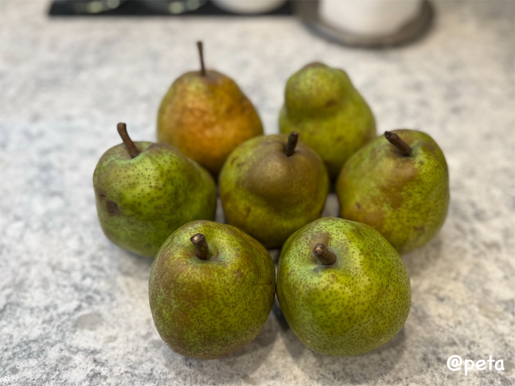 f:id:peta2o22:20231102145527j:image