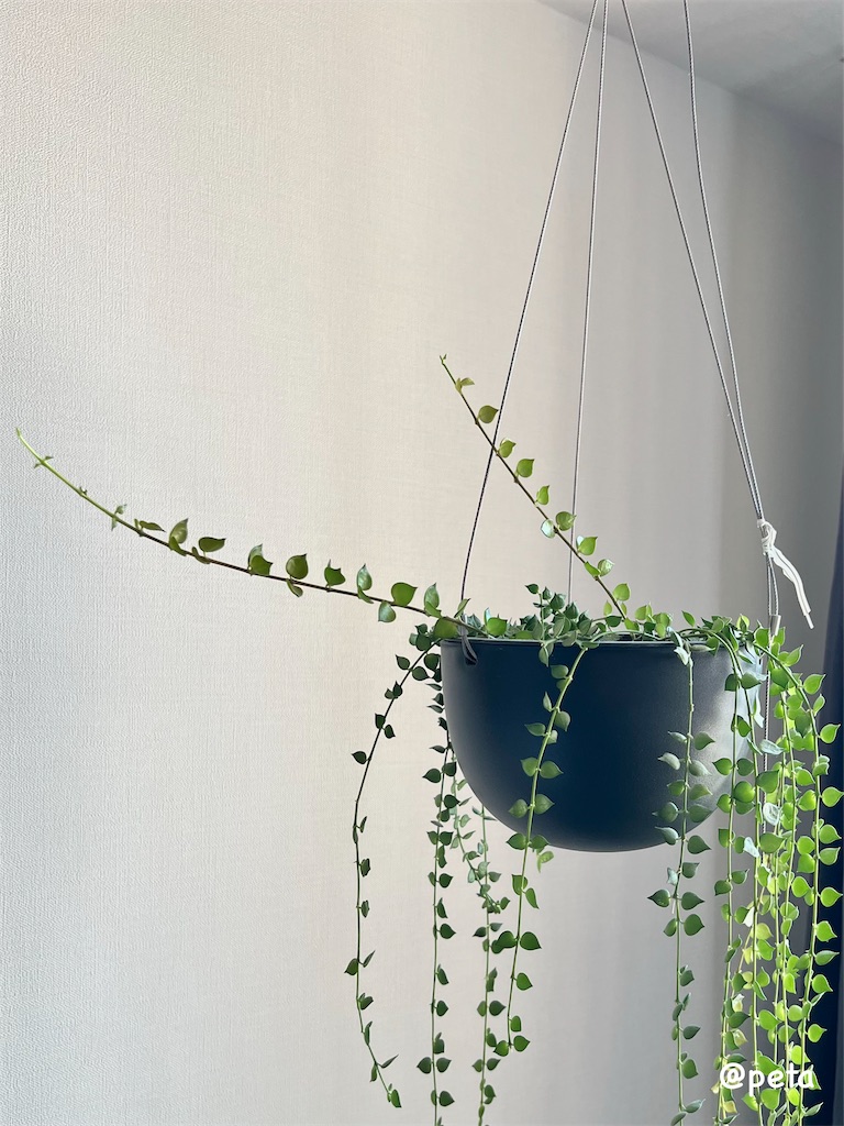 f:id:peta2o22:20260403141349j:image