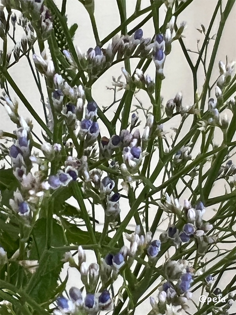 f:id:peta2o22:20260611115851j:image f:id:peta2o22:20260611115851j:image