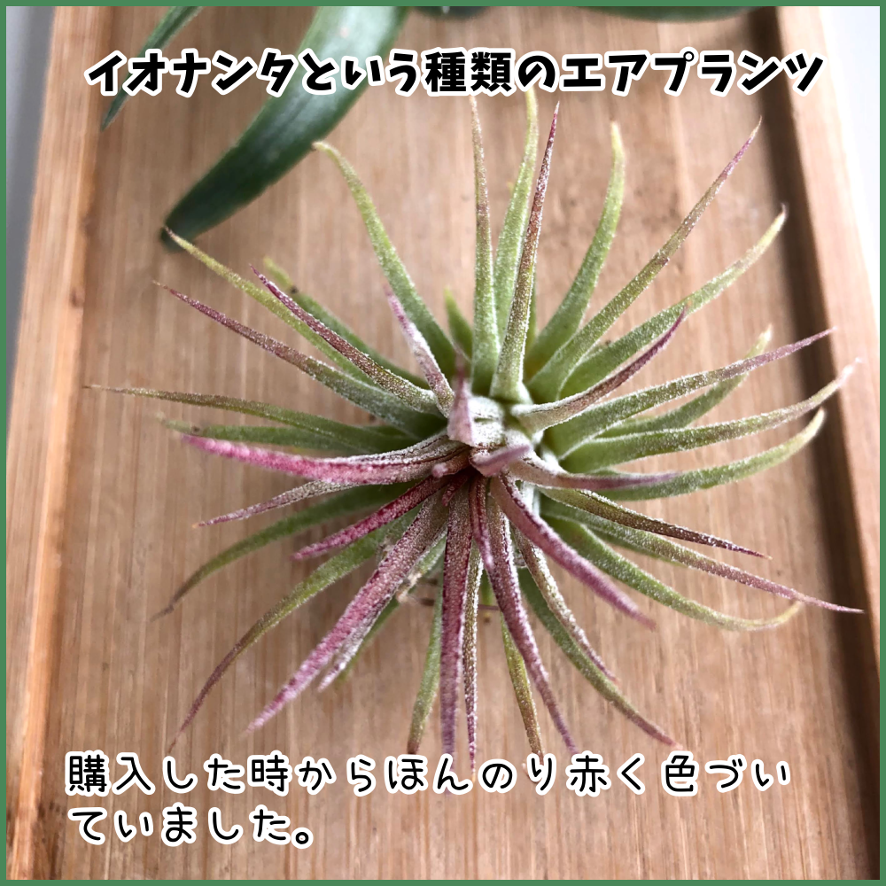 たった110円で楽しめる 最強の植物 エアプランツの魅力と育て方 ぺたログ たった110円で楽しめる 最強の植物 エアプランツの魅力と育て方 ぺたログ