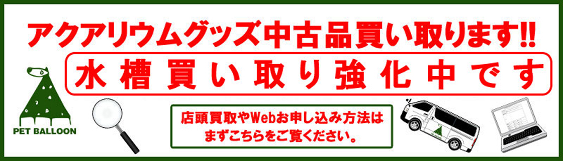 f:id:petballoon:20191109201749j:plain f:id:petballoon:20191109201749j:plain