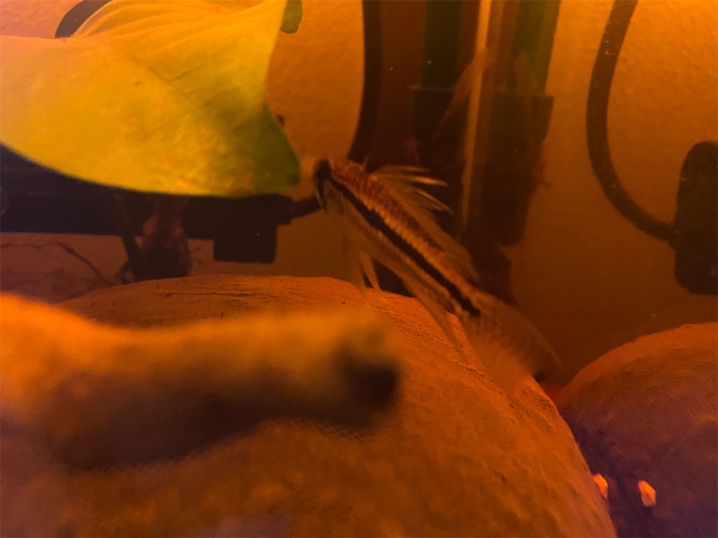 f:id:petballoon:20211014211543j:image f:id:petballoon:20211014211543j:image