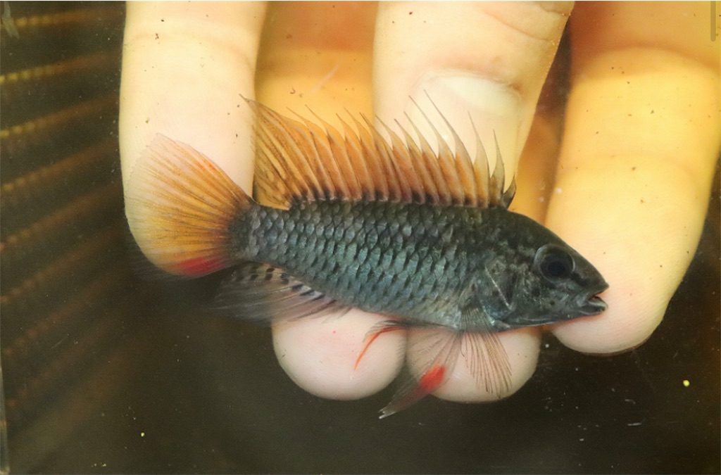 人気の贈り物が大集合 熱帯魚 アピストグラマ マクマステリ レッドネック 1ペア 北海道 九州 沖縄航空便要保温 Mirima Fr 人気の贈り物が大集合 熱帯魚 アピストグラマ マクマステリ レッドネック 1ペア 北海道 九州 沖縄航空便要保温 Mirima Fr