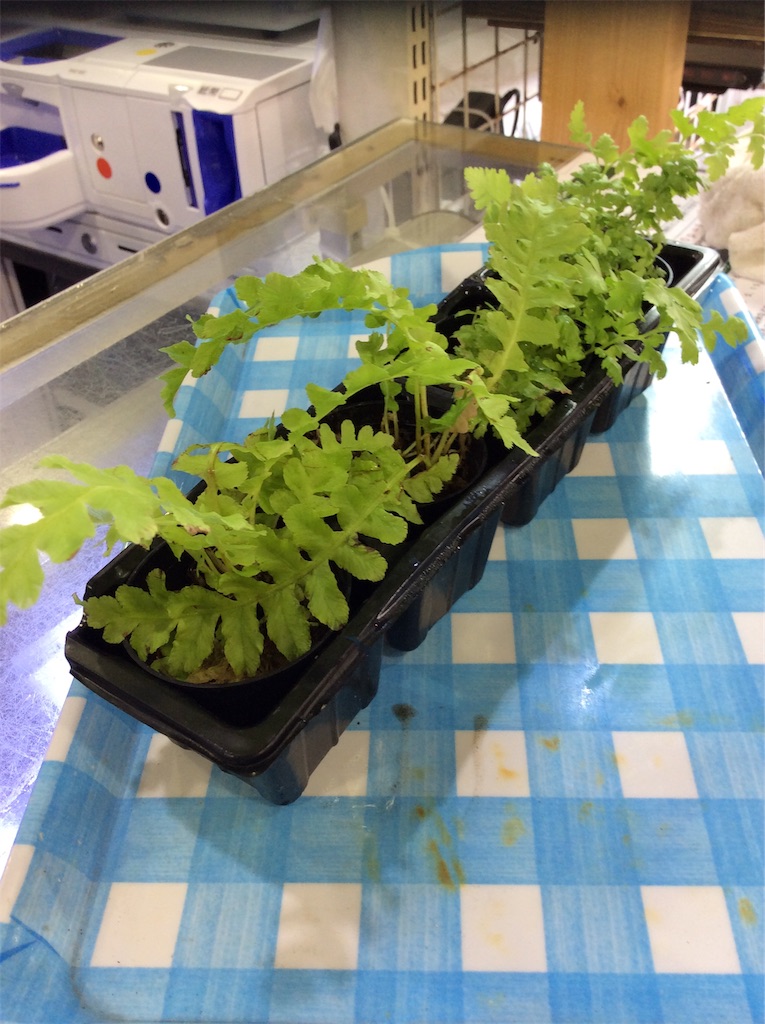 苔 観葉植物はじめました Gwsale ペットバルーン 大阪 中古現金買取 Ada 水槽 大阪の熱帯魚店ペットバルーンの 水草 海水魚 熱帯魚等の中古アクアリウム器具販売ブログです 中古買取 有償引き取り回収を行っております