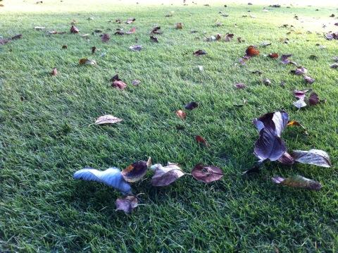 f:id:petersham:20121025130839j:image:w360 f:id:petersham:20121025130839j:image:w360