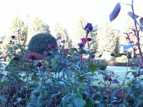 f:id:petersham:20121025130840j:image:w360 f:id:petersham:20121025130840j:image:w360