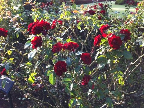 f:id:petersham:20121025130845j:image:w360 f:id:petersham:20121025130845j:image:w360