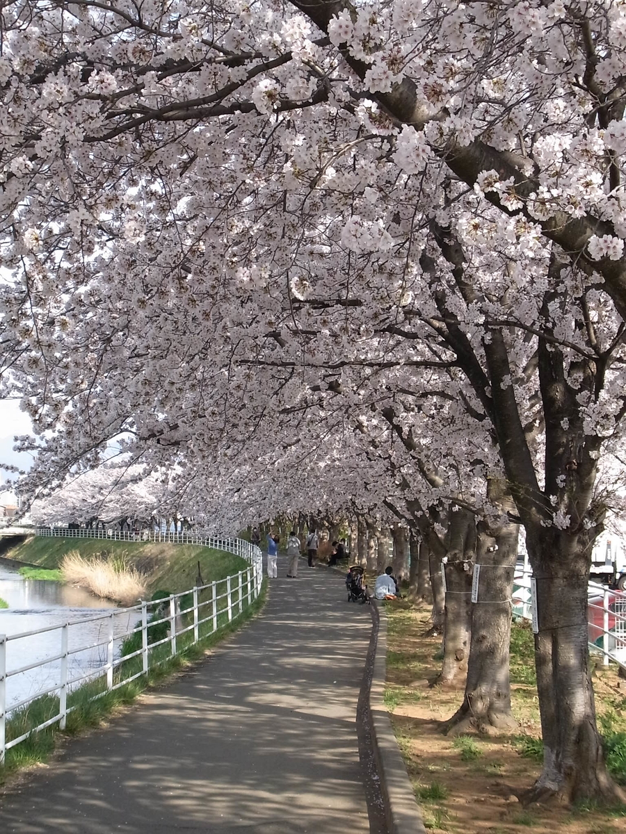 満開の桜並木を歩く Petit Novaraのブログ 満開の桜並木を歩く Petit Novaraのブログ