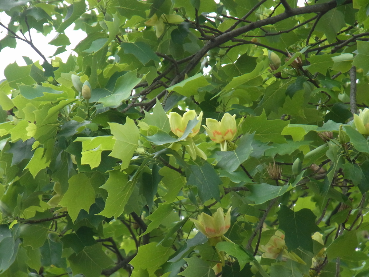 爽やかなユリノキの花 Petit Novaraのブログ