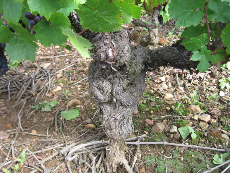 f:id:petitmatin:20130910113028j:image:w250