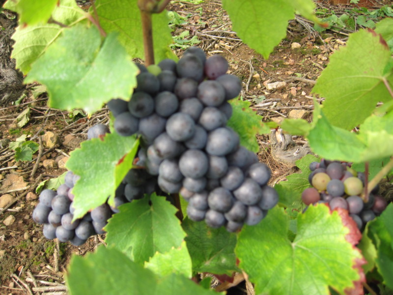 f:id:petitmatin:20130910113044j:image:w250