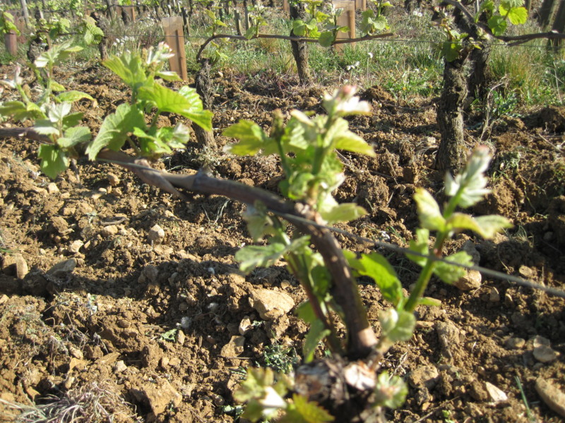 f:id:petitmatin:20140417172511j:image:w350 f:id:petitmatin:20140417172511j:image:w350