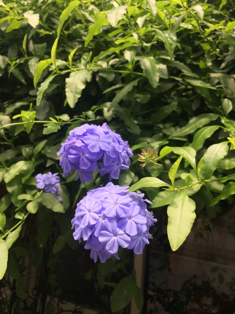 瑠璃茉莉 ルリマツリ 植物日記 ボタニカルアート