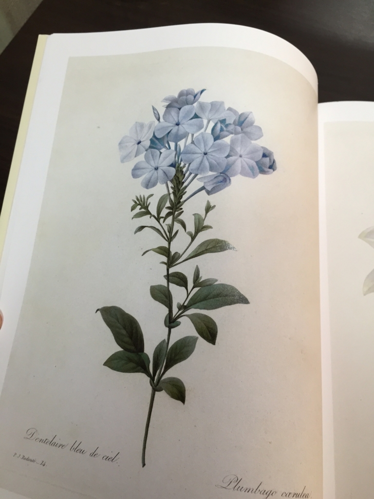 瑠璃茉莉 ルリマツリ 植物日記 ボタニカルアート
