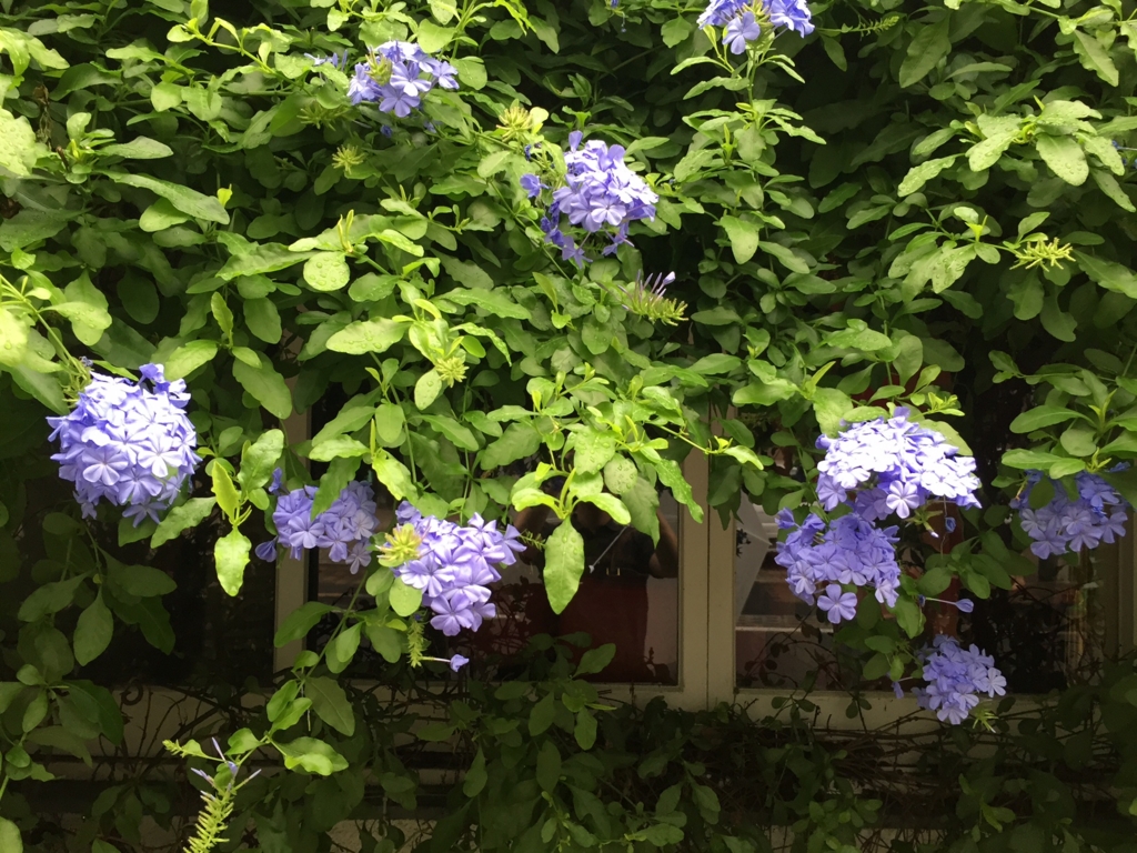 瑠璃茉莉 ルリマツリ 植物日記 ボタニカルアート