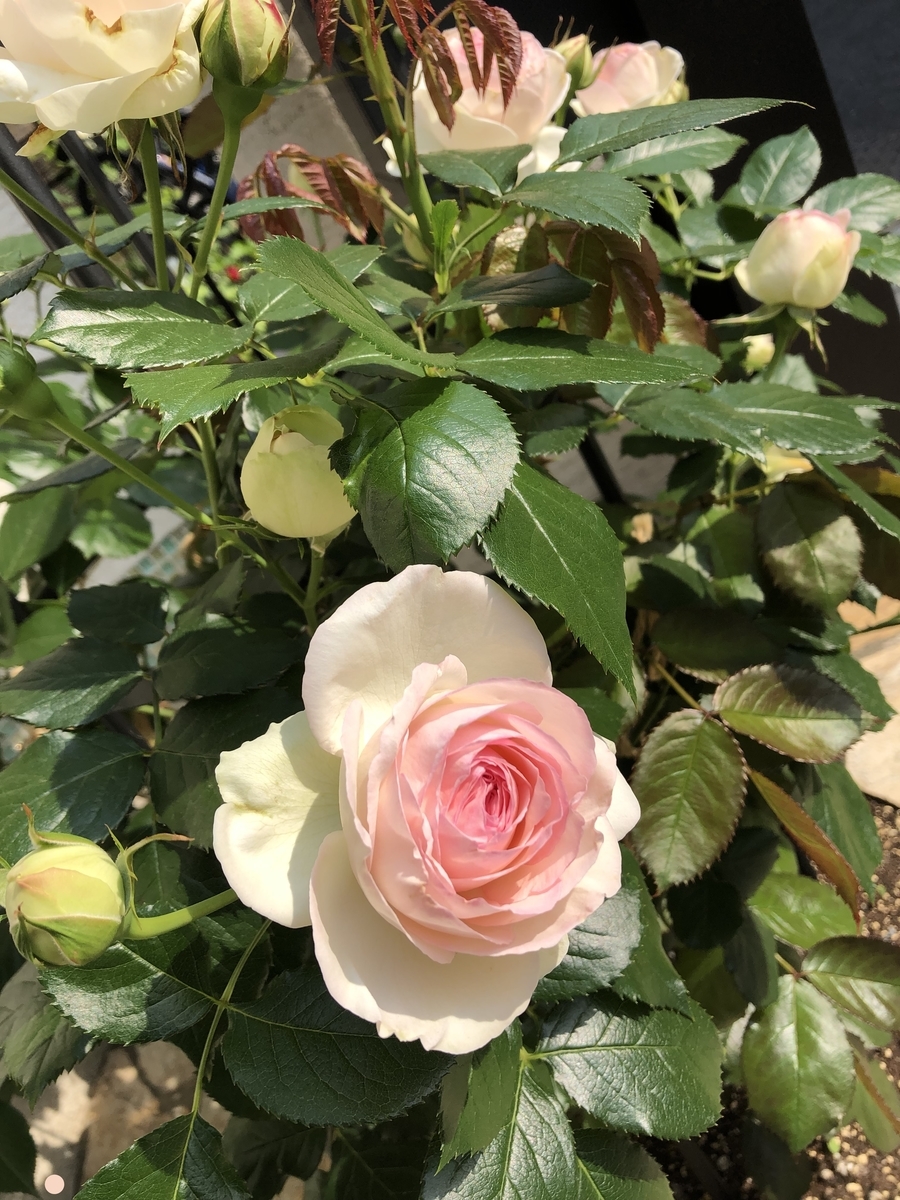 f:id:petitrosek:20200328192247j:plain f:id:petitrosek:20200328192247j:plain