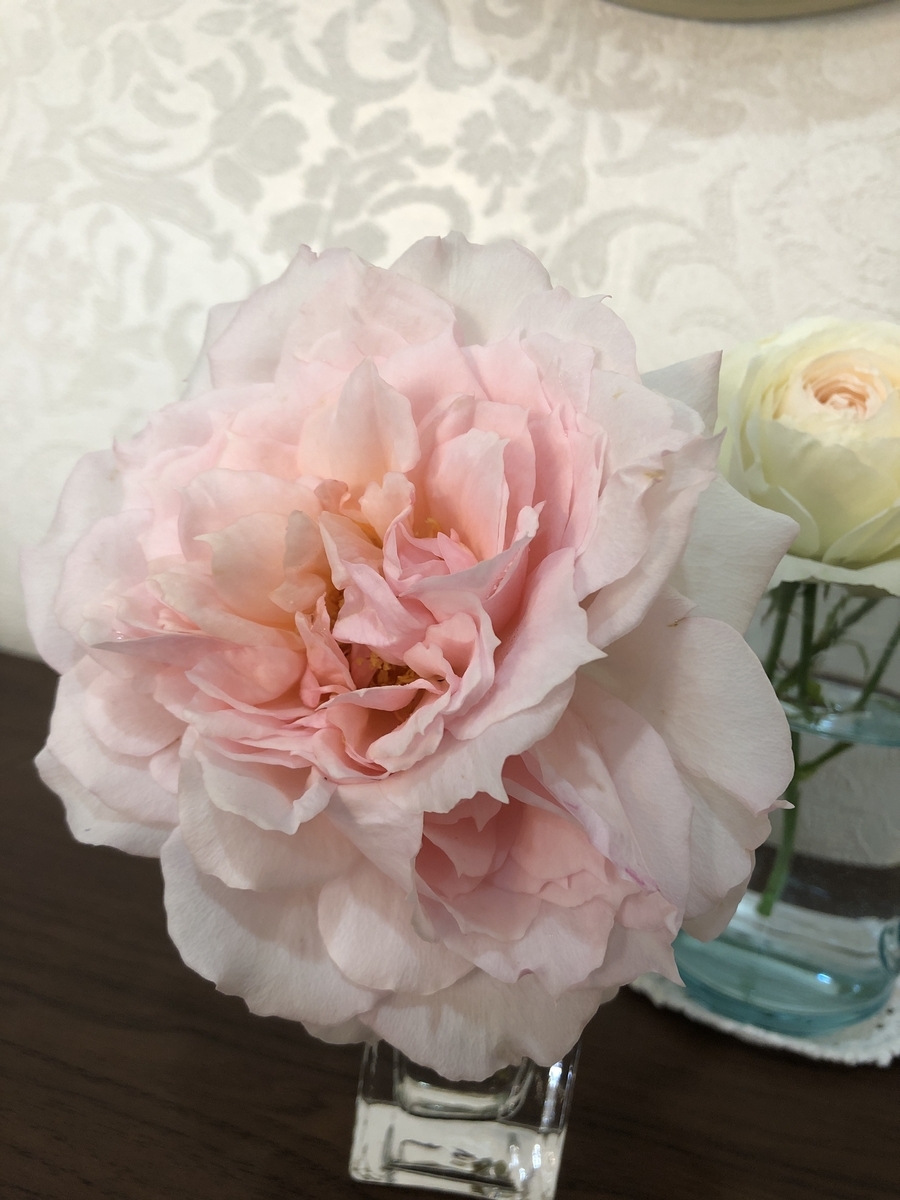 f:id:petitrosek:20200523143504j:plain f:id:petitrosek:20200523143504j:plain
