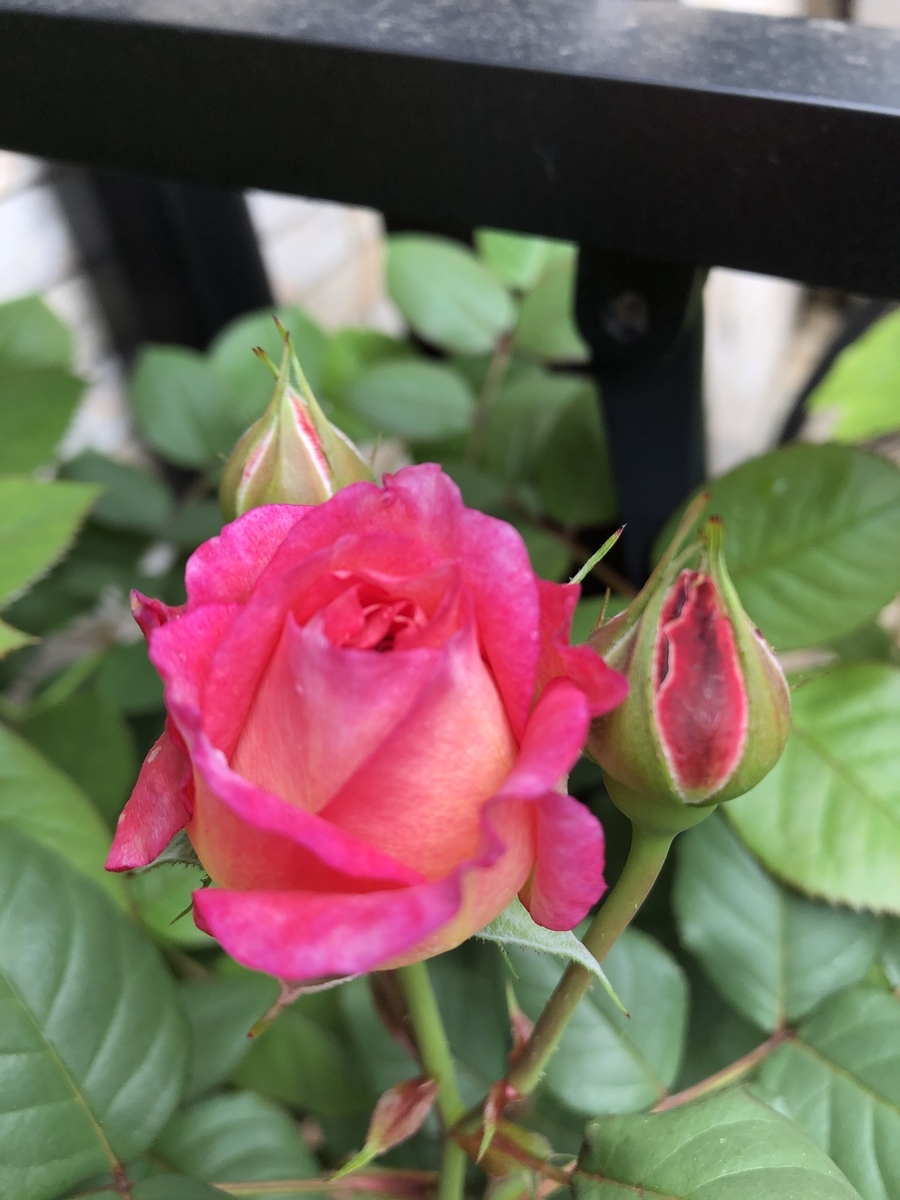 f:id:petitrosek:20200523143758j:plain f:id:petitrosek:20200523143758j:plain