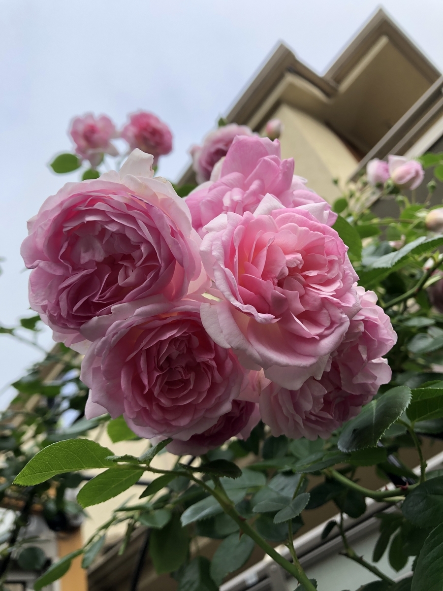 f:id:petitrosek:20200523143817j:plain f:id:petitrosek:20200523143817j:plain