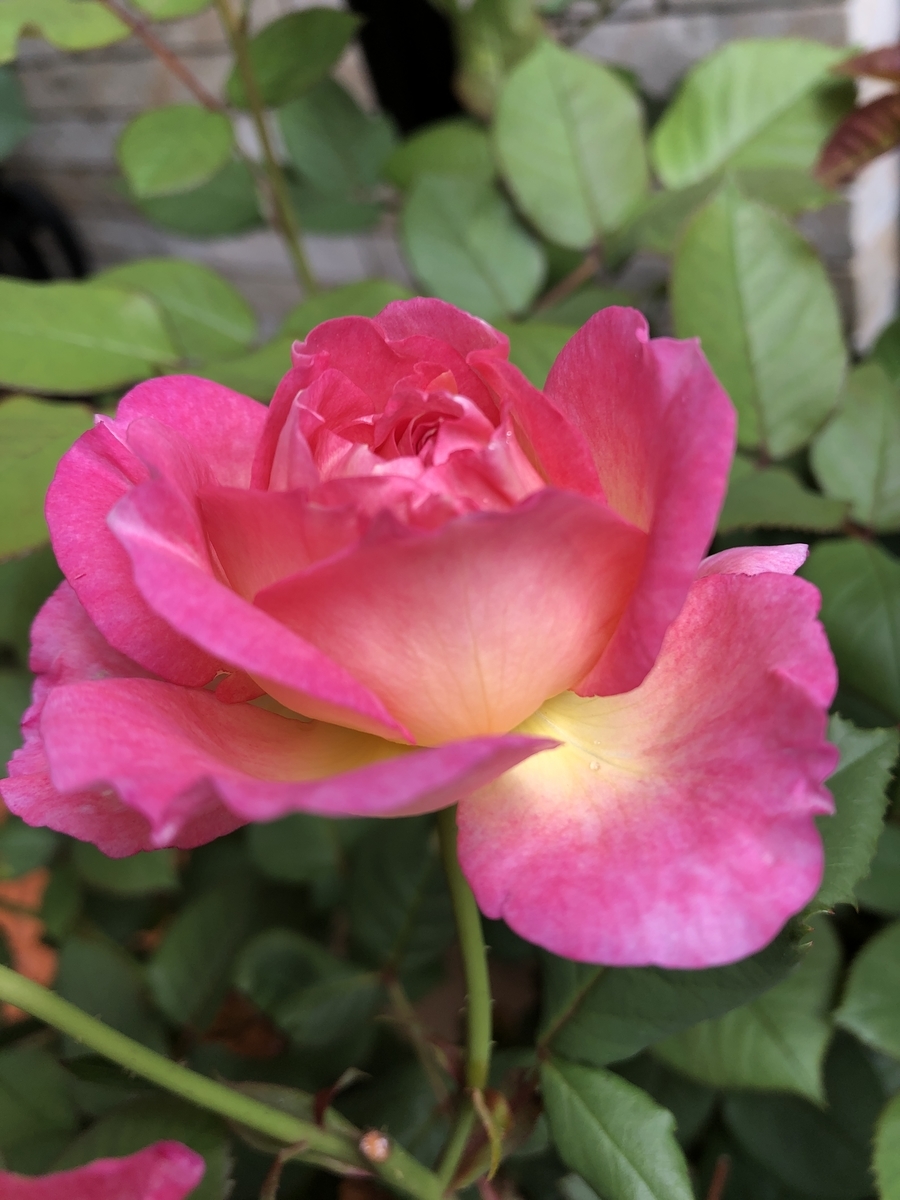 f:id:petitrosek:20200523144047j:plain f:id:petitrosek:20200523144047j:plain