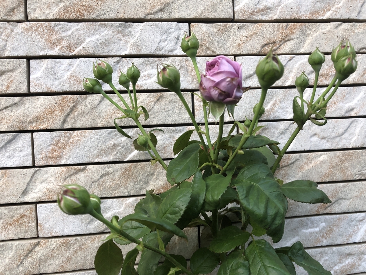 花びらを食べるイモムシ マーガレット好きな小さい虫 バラとワタクシ事